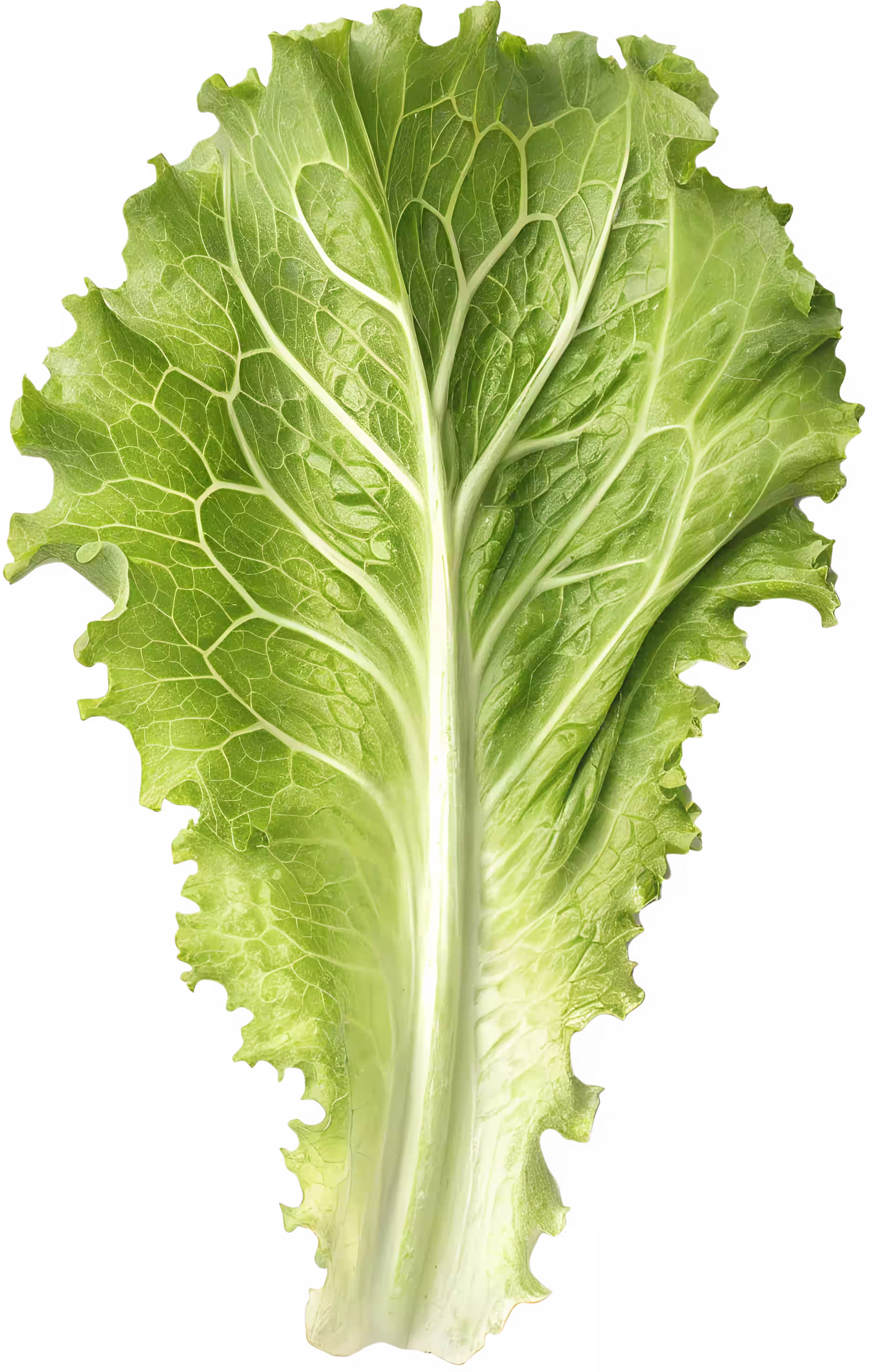 Single fresh green lettuce leaf with prominent veins on a black background.